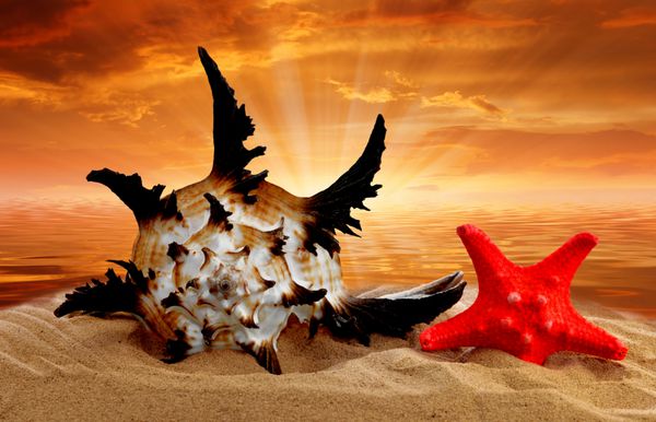 صدف حلزونی با ستاره دریایی در ساحل در غروب آفتاب