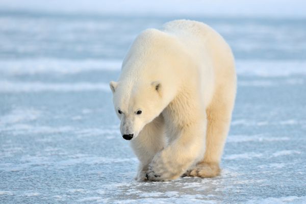 خرس قطبی در حال راه رفتن روی یخ آبی