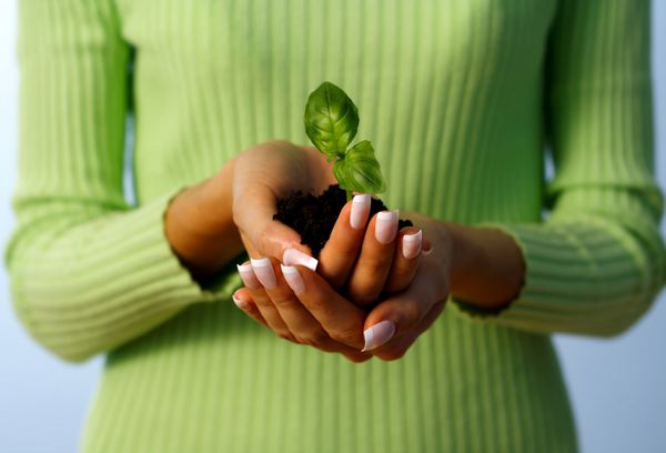 دست های جدید محافظ زندگی که یک گیاه کوچک را در دست گرفته اند