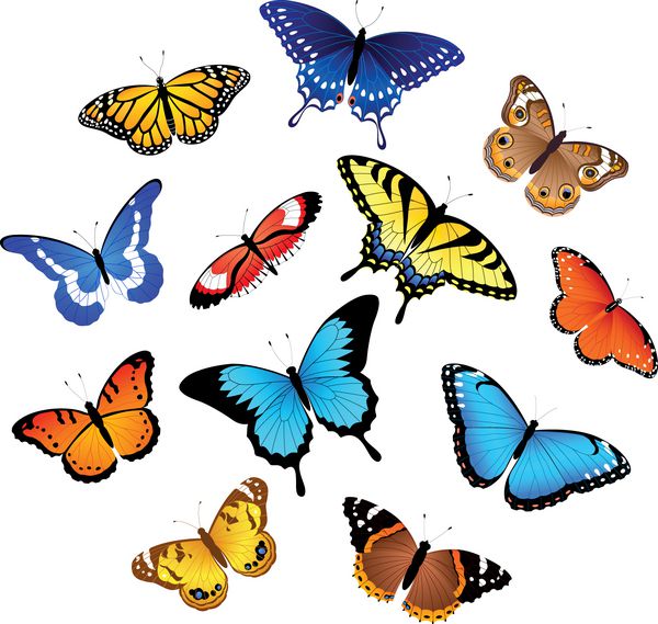 مجموعه ای از پروانه ها