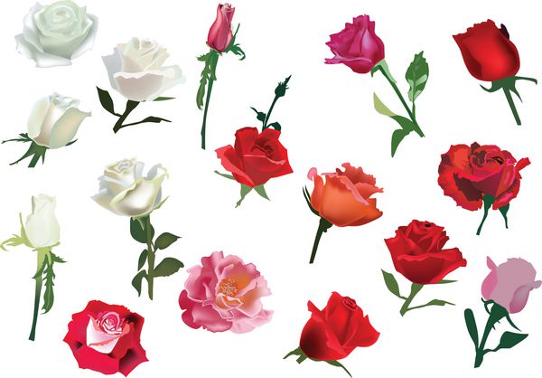 مجموعه ای از گل های رز سفید و قرمز جدا شده