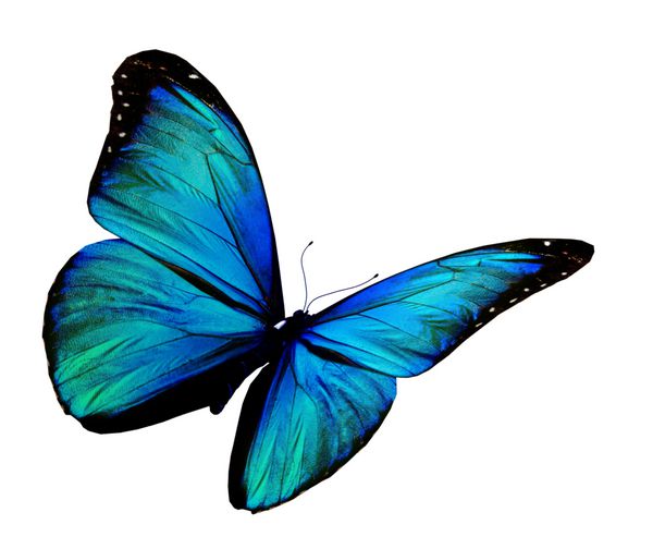پروانه فیروزه ای در حال پرواز جدا شده در پس زمینه سفید