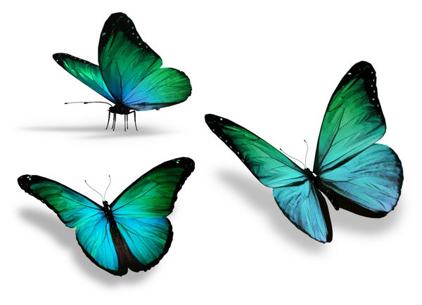 سه پروانه فیروزه ای جدا شده در پس زمینه سفید