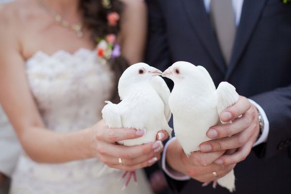 دو کبوتر سفید عروسی