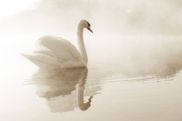قوهای بی صدا cygnus olor که در سپیده دم روی دریاچه ای پوشیده از مه می چرخد
