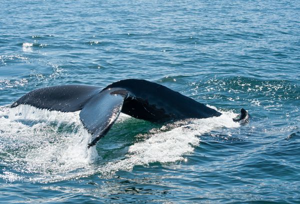 باله نهنگ گوژپشت