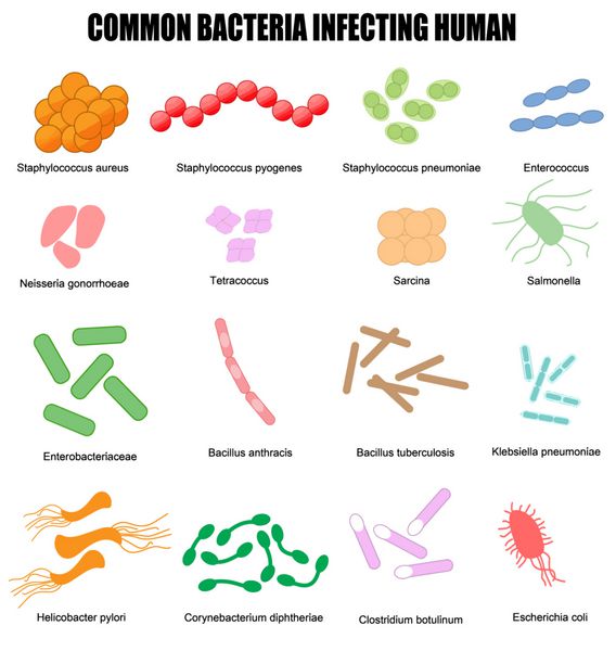 باکتری های معمولی که انسان را آلوده می کند