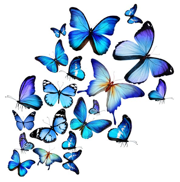 بسیاری از پروانه های مختلف جدا شده در پس زمینه سفید