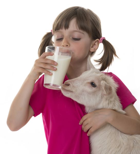 دختر بچه‌ای که شیر بز سالم می‌نوشد و بز کوچک را در آغوش می‌گیرد