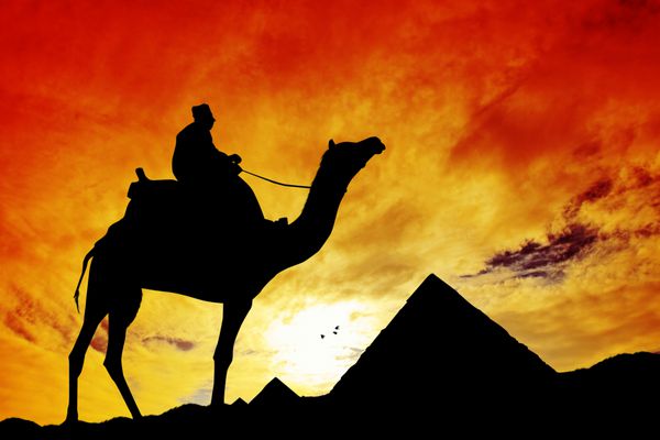 شتر در قاهره مصر