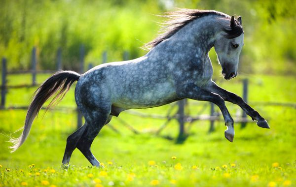 اسب خاکستری در بهار در مزرعه می دود