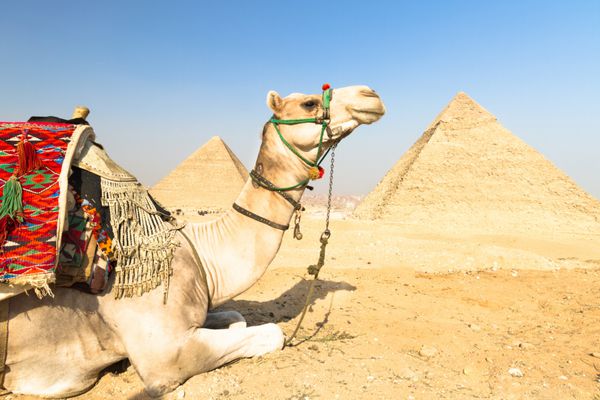 شتر در اهرام جیزه قاهره مصر