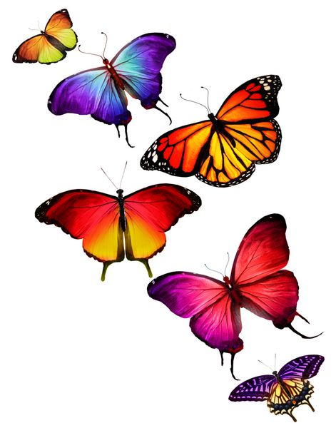 بسیاری از پروانه های مختلف در حال پرواز جدا شده در پس زمینه سفید