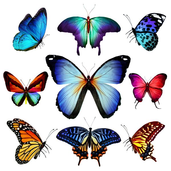 بسیاری از پروانه های مختلف در حال پرواز جدا شده در پس زمینه سفید
