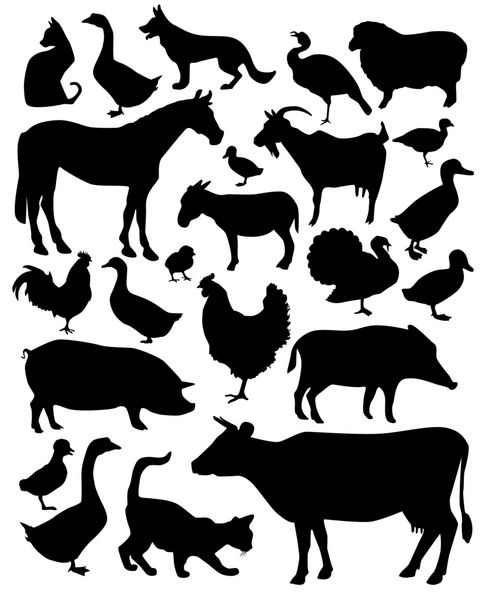 حیوانات در مزرعه
