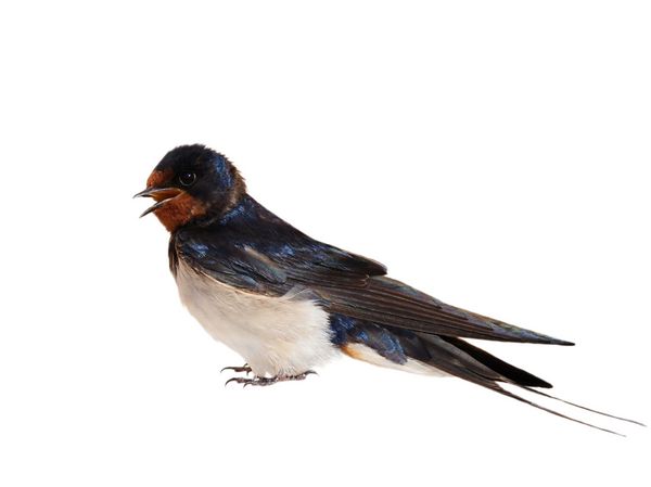 n پرستو hirundo rustica جدا شده در زمینه سفید