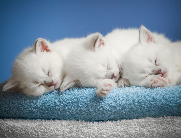 سه بچه گربه خوابیده روی حوله