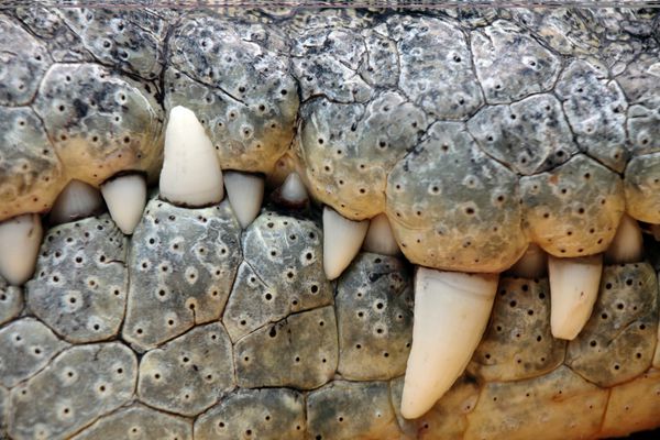 دندان تمساح