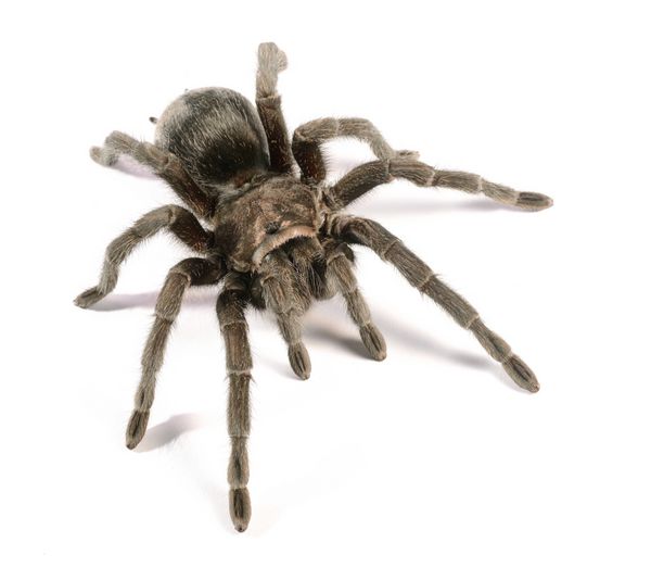 رتیل سیاه grammostola pulchra جدا شده است