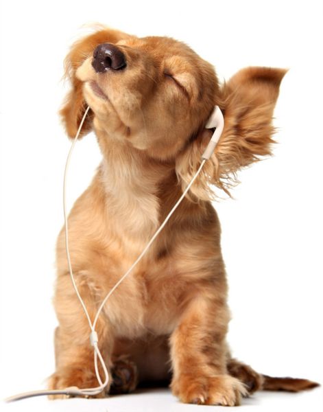 توله سگ جوان در حال گوش دادن به موسیقی روی هدست