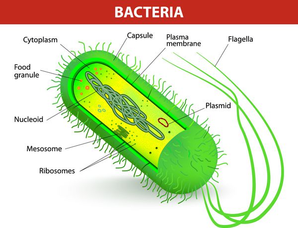ساختار سلولی باکتری