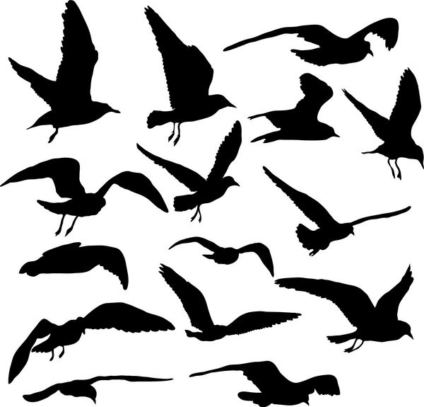 مجموعه وکتوری از 15 مرغ دریایی در حال پرواز