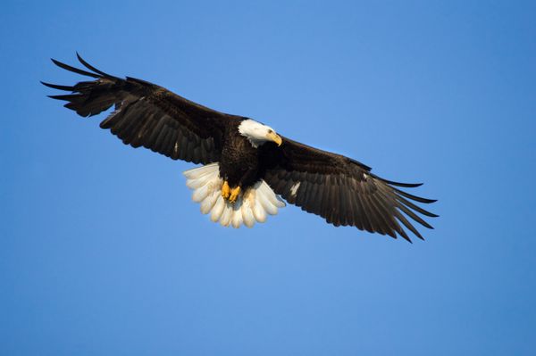 عقاب طاس در حال پرواز آلاسکا