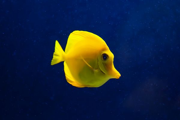 ماهی تانگ زرد در آب