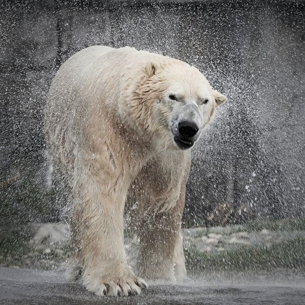 خرس قطبی ursus maritimus
