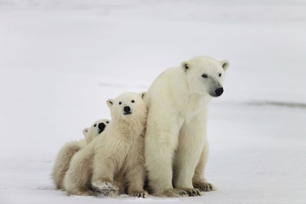 خرس قطبی با توله ها