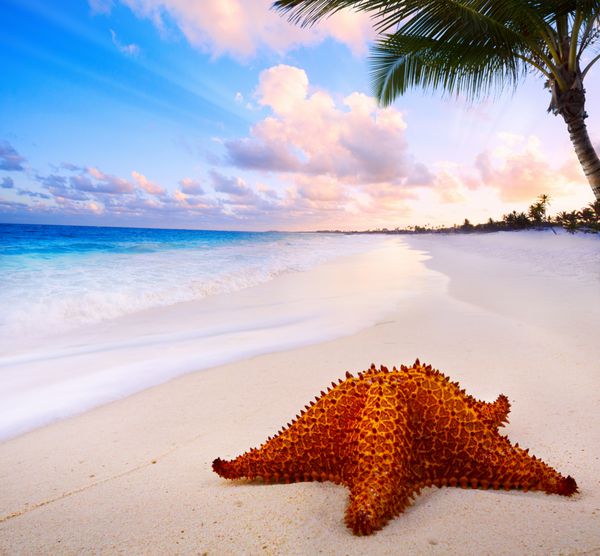 هنر منظره زیبا با ستاره دریا در ساحل