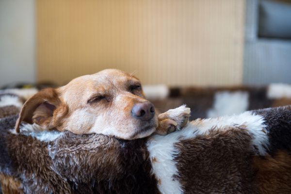 سگ نژاد متقابل خواب آلود در سبد