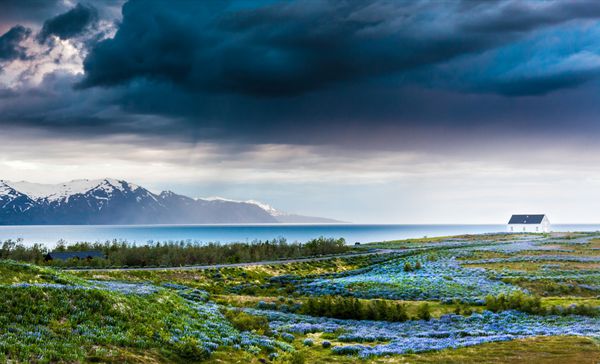 ایسلند چمنزار لوپین بر فراز خط ساحلی اقیانوس اطلس