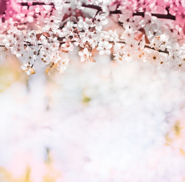 شکوفه های گیلاس روی پس زمینه تار طبیعت گل های بهاری