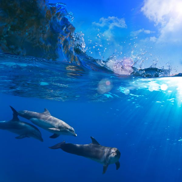 گله کوچکی از دلفین ها در زیر تابش خورشید در زیر موج شکن