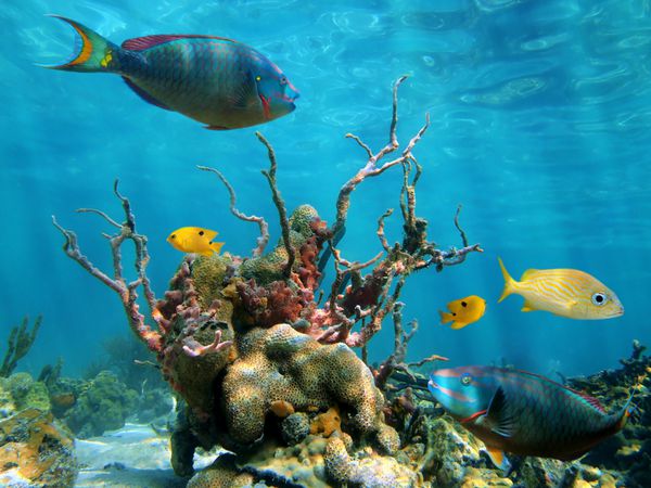حیات دریایی زیر آب متشکل از ماهی‌های استوایی اسفنج‌ها زوانتیدها در بستر کم‌عمق دریا در دریای کارائیب