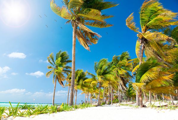 ساحل دریا ساحل کارائیب مکزیک جزیره بهشت مفهوم تعطیلات و گردشگری خورشید و نخل