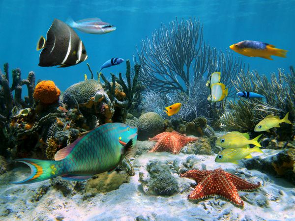باغ مرجانی با ستاره‌های دریایی و ماهی‌های رنگارنگ استوایی دریای کارائیب