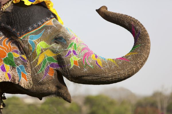 فیل تزئین شده در جشنواره فیل آن در جیپور هند