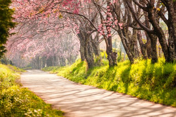 شکوفه های زیبای گیلاس چیانگ مای تایلند