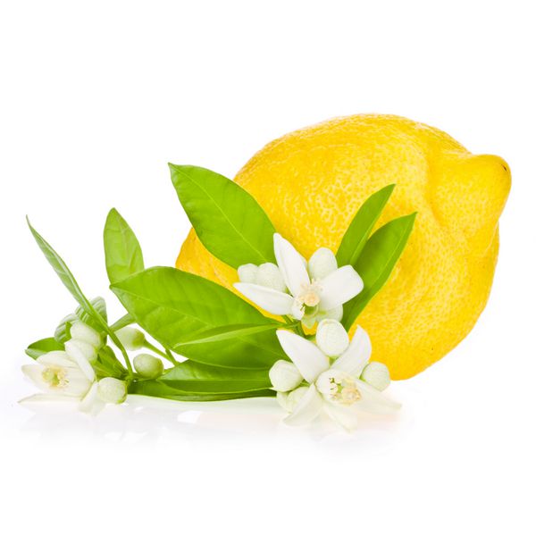 لیموی تازه بزرگ با برگ های سبز لیمویی و گل های سفید لیمو جدا شده در زمینه سفید