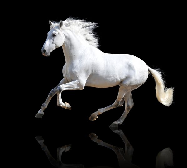 اسب سفید اندلس جدا شده روی سیاه