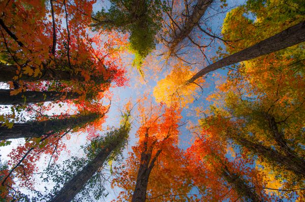 رنگ های پر جنب و جوش پاییزی در یک روز آفتابی در جنگل