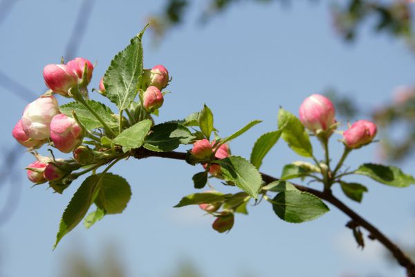 جزئیات درخت سیب شاخه ای در بهار