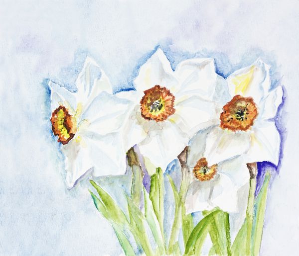 گل های بهاری سفید نرگس در برابر آسمان - تصویر نقاشی آبرنگ دست ساز در زمینه هنری کاغذ سفید