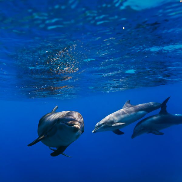 گله کوچکی از دلفین ها در زیر نور خورشید