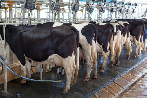 تاسیسات شیردوشی گاو و تجهیزات مکانیزه شیردوشی در سالن شیردوشی