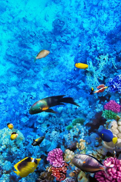 مرجان و ماهی در دریای سرخ مصر آفریقا