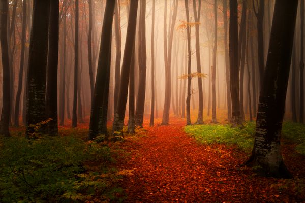 روز مه آلود پاییزی به جنگل در طول یک روز در نوامبر