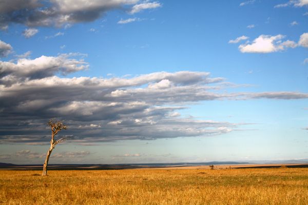 علفزارهای حفاظت شده ماسای مارا کنیا